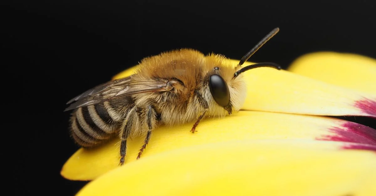 Image macro d'une abeille se reposant sur un pétale de fleur jaune vif sur fond noir.